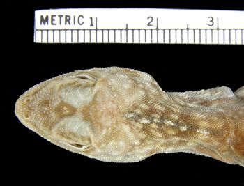 Media type: image; Herpetology R-26200